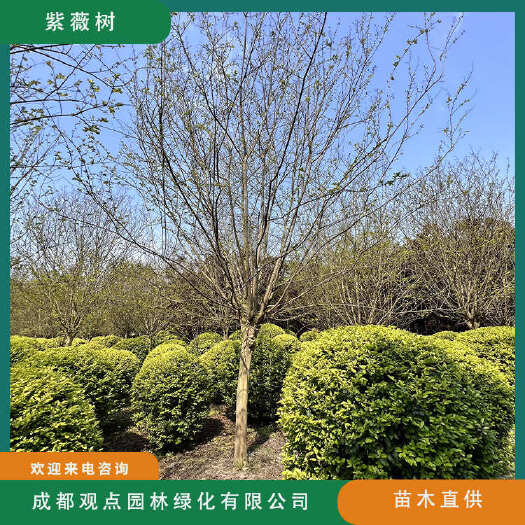 崇州市紫薇高杆紫薇树观点园林基地直发4～15公分高杆紫薇规格齐全