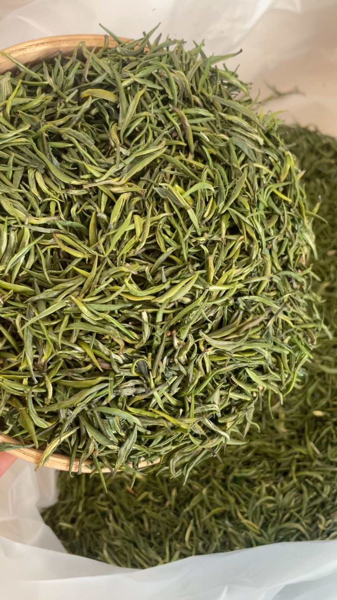 明前青针绿茶