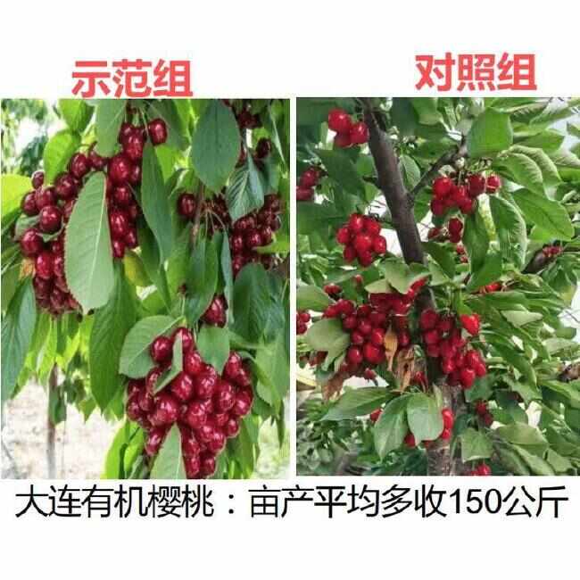发酵牛粪 不伤根 不伤苗
