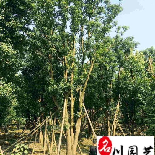 成都精品香樟树8-20公分现货 多杆香樟树优惠批发 基地直销