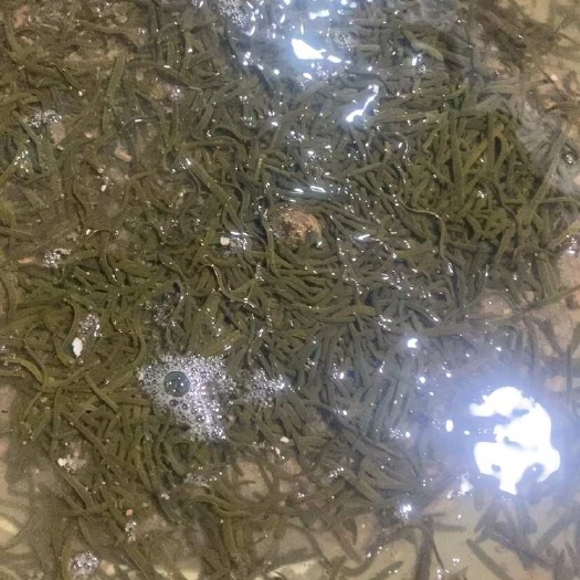 广州菲牛蛭优质小苗