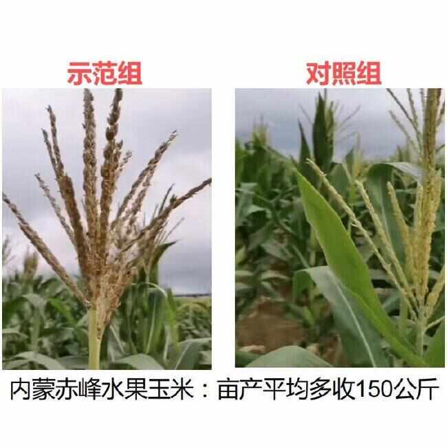 发酵牛粪 不伤根 不伤苗