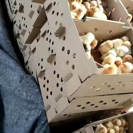 东台市三黄鸡