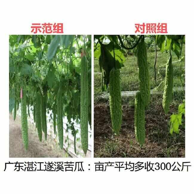 发酵牛粪 不伤根 不伤苗
