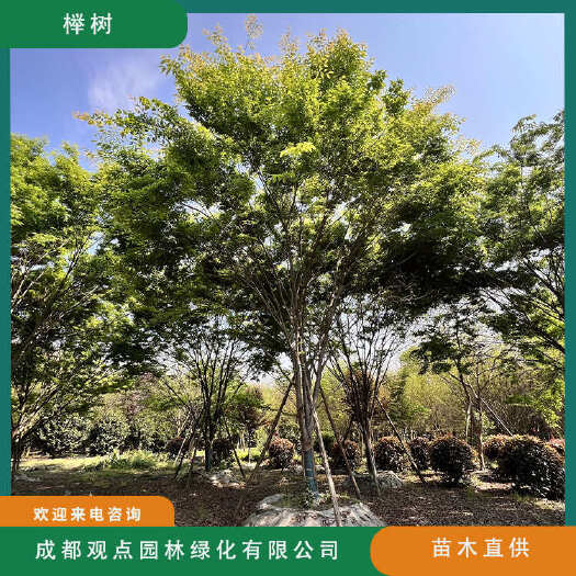 崇州市观点园林基地直发12公分15公分18公分20公分红榉树