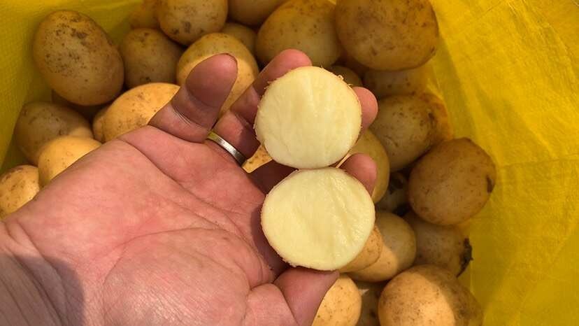 云南高山黄皮黄心土豆走市场，电商价格美丽