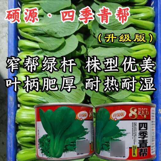 四季青帮上海青种子，极早生，直立性好， 耐寒耐热耐湿，基地用