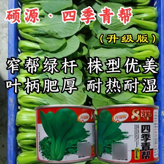 洛阳四季青帮上海青种子，极早生，直立性好， 耐寒耐热耐湿，基地用