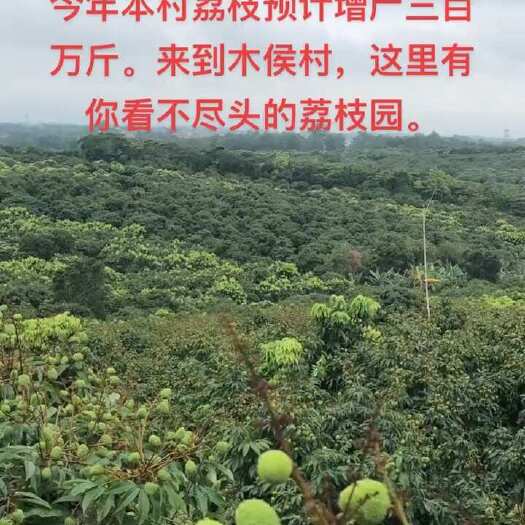 湛江妃子笑
