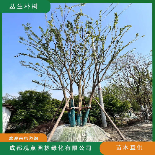 崇州市朴树丛生朴树观点园林基地直发10～30公分单杆拼栽朴树