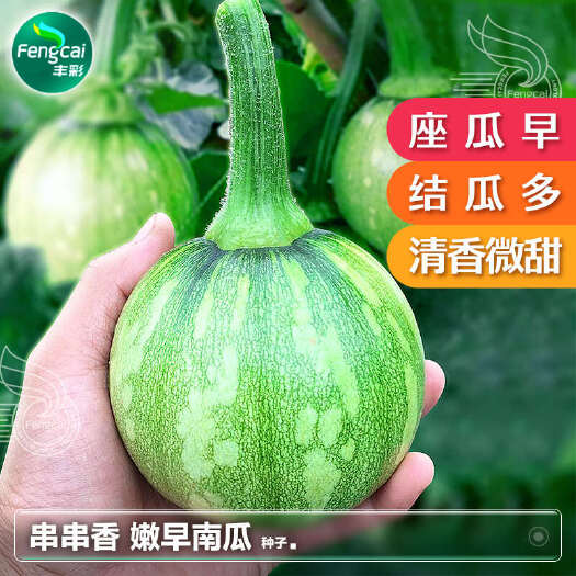 串串香嫩南瓜杂交种 早熟丰产 亩产4000斤 清香味浓微甜