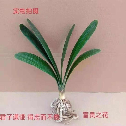 长沙君子兰苗 君子兰盆栽大苗小苗种子精品客厅室内绿植植物花卉带