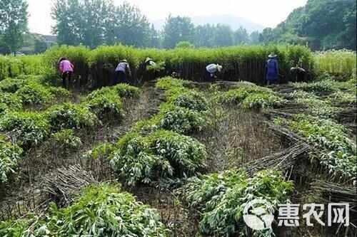 长沙艾草种籽种植食用艾草种子艾草种孑大叶艾蒿青蒿四季驱蚊