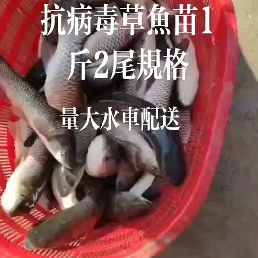 淮安抗病毒精品鱼