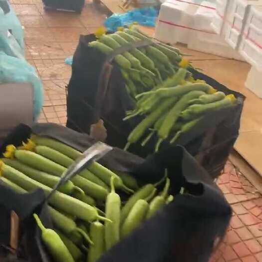 寿光市丝瓜产地直发，新鲜质量有保证