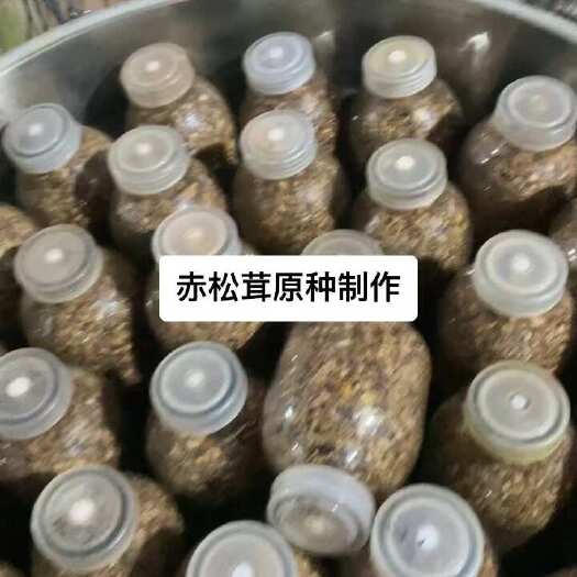 思茅赤松茸原种，菌种，一级菌种，松茸菌种，瓶装菌种，瓶子种菌种瓶