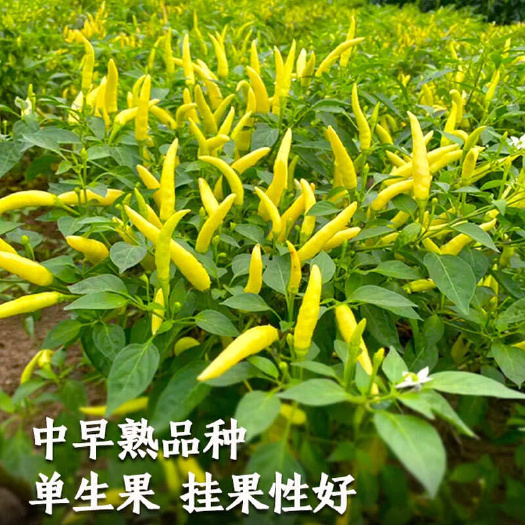 小米椒种子  白玉白小米辣椒 朝天型 辣味 早熟 高产抗病