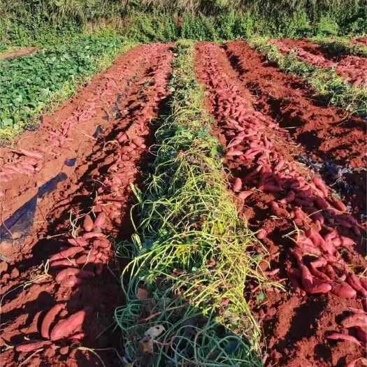 湛江西瓜红蜜薯 千亩基地直供 常年发货不停供 货品质量保