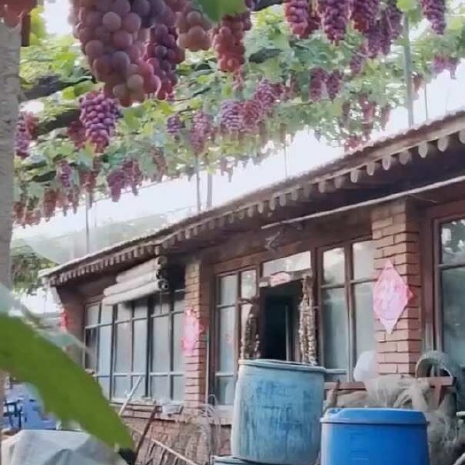 平邑县滕王红蜜王嫁接苗