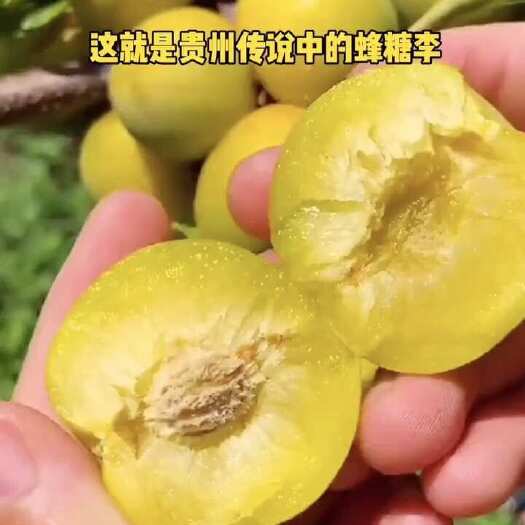 镇宁县六马蜂糖李