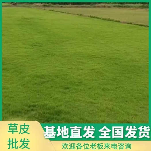 常州大量供应各种绿化草坪，基地直发，价格便宜！