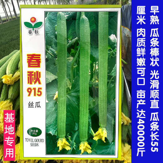 春秋915丝瓜种子早熟绿翡翠丝瓜种子春季爬藤万帮宁香406种