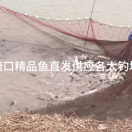 淮安塘口精品鱼直发各大钓场