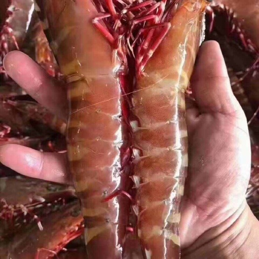 阳江红爪虾