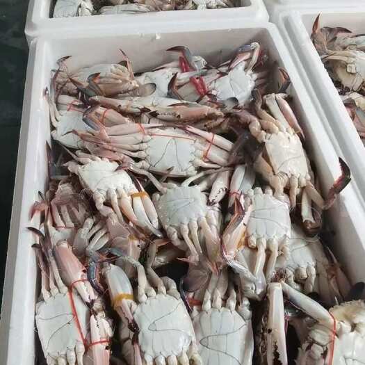 连云港梭子蟹
