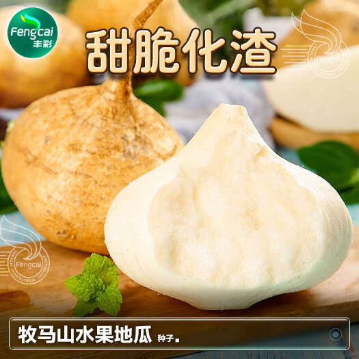 绵阳四川凉薯种子 水果地瓜种籽 单瓜重1-3斤 脆嫩多汁 分枝少