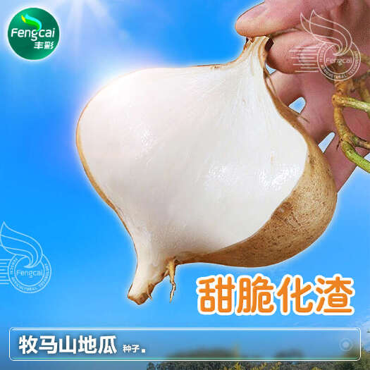 绵阳牧马山地瓜种子 四川凉薯种籽 亩产5500公斤左右 香甜可口