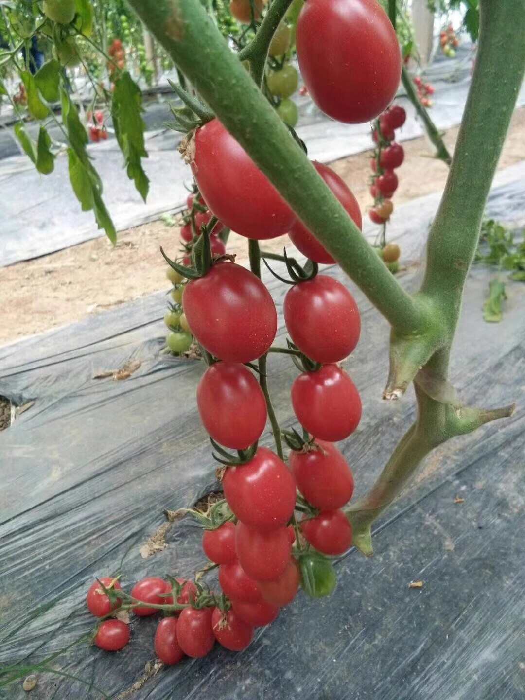 櫻桃番茄種子，抗TY，中早熟，無限生長，成串采收，抗病基地用