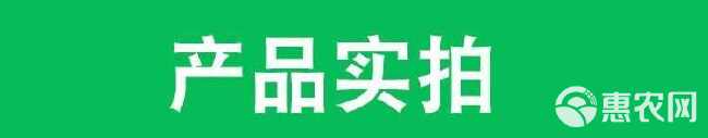 中科悦介20%螺虫噻虫嗪 螺虫乙酯噻虫嗪 杀虫剂 500克