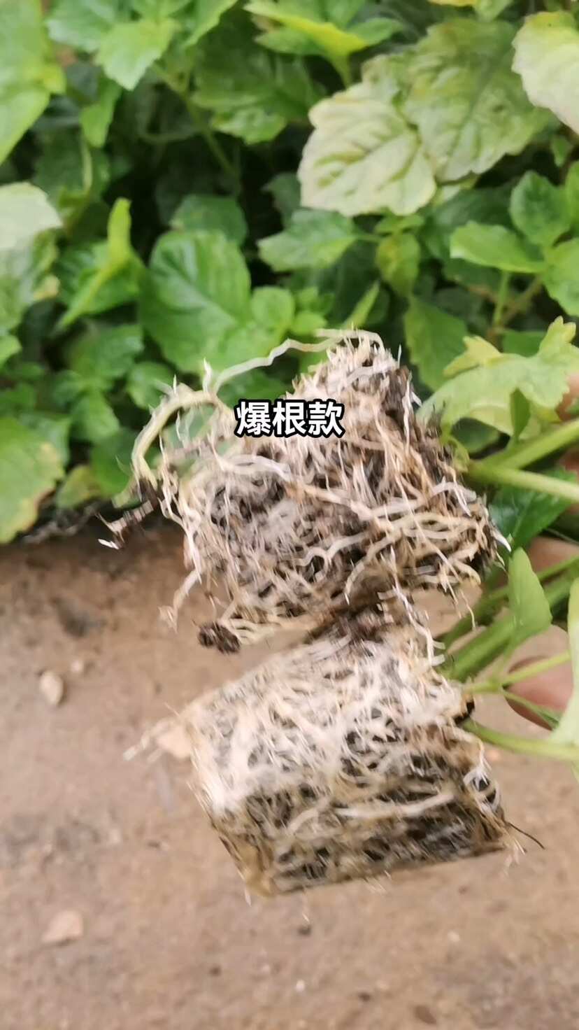 广藿香苗