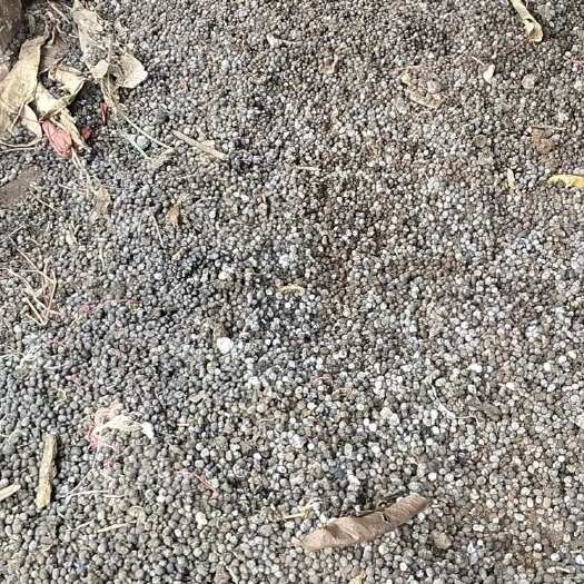 羊粪