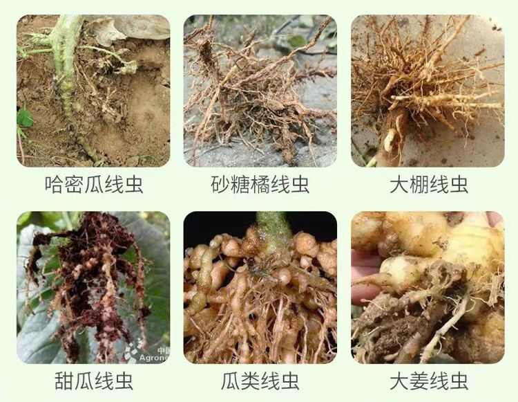 根线清淡紫紫孢菌长枝木霉菌根线虫根瘤菌根腐病专用菌肥