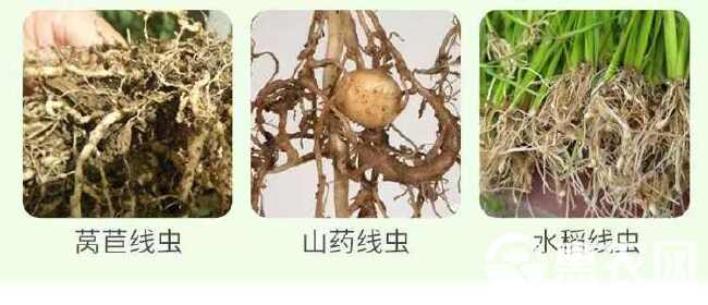 根线清淡紫紫孢菌长枝木霉菌根线虫根瘤菌根腐病专用菌肥