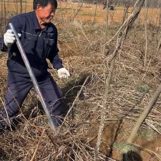 沭阳县合欢树苗 基地直发 规格齐全