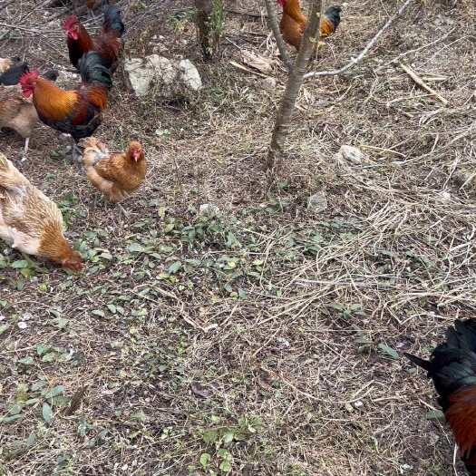 贵州高山农村放养土鸡！血毛土鸡、老母鸡、种鸡、战斗鸡！