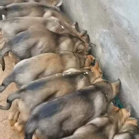 台前县精品小土狗 狗肉 杂交土狗