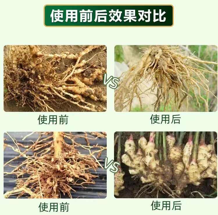根线清淡紫紫孢菌长枝木霉菌根线虫根瘤菌根腐病专用菌肥