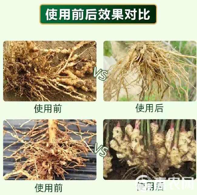 根线清淡紫紫孢菌长枝木霉菌根线虫根瘤菌根腐病专用菌肥