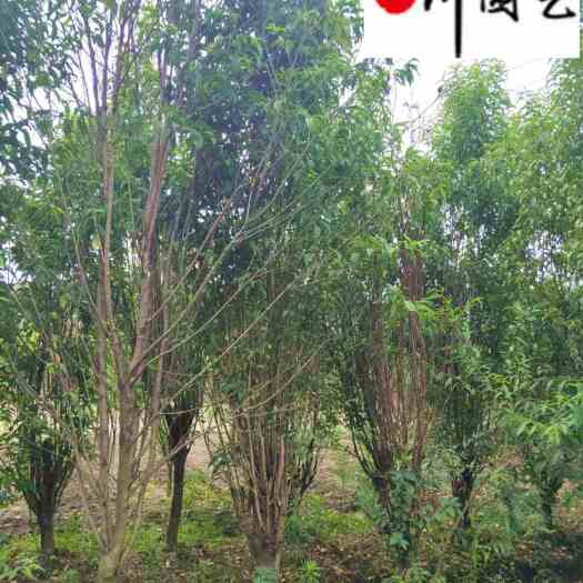 成都龙柱碧桃6-12公分价格 树形优美规格齐全 成都苗木基地直销