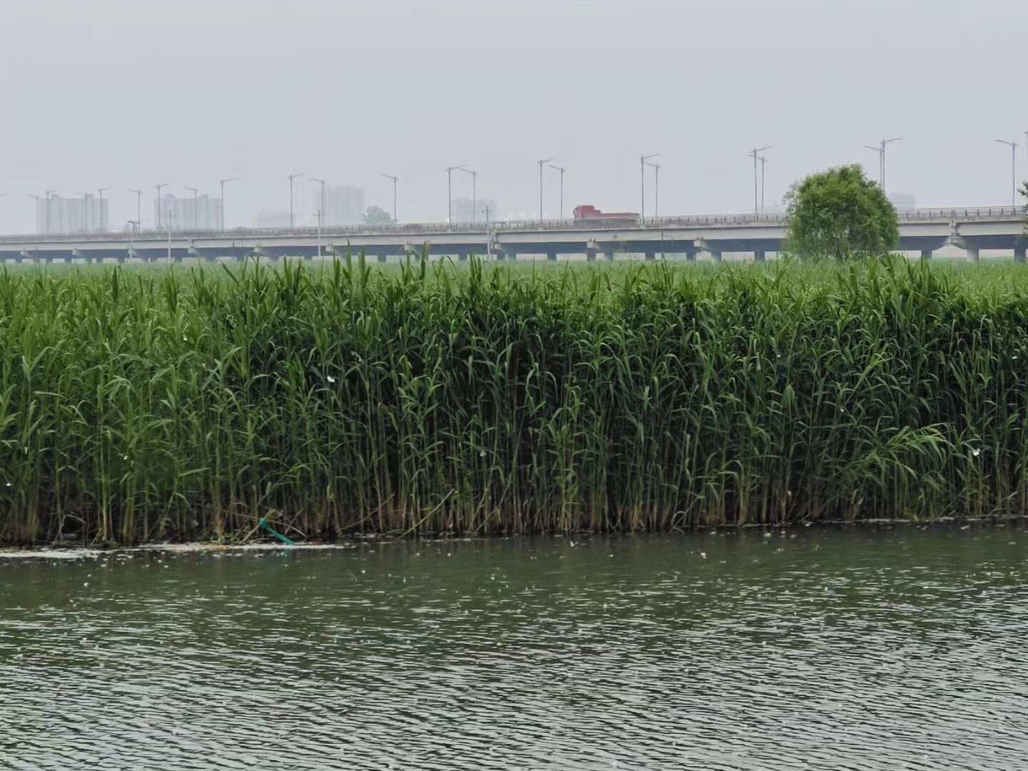 盆栽芦苇苗 大中小盆规格多 高度30-200厘米 适合河道湿