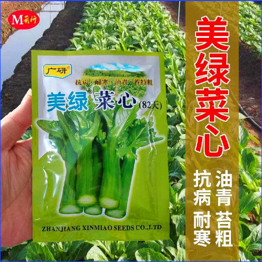 美绿菜心种子，耐热耐雨水，油青，苔特粗，基地专用