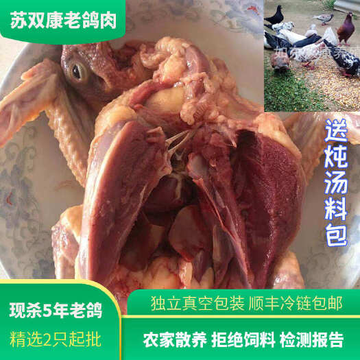 如东县无抗生素当天现杀老鸽子（5年以上）农家散养适合煲汤