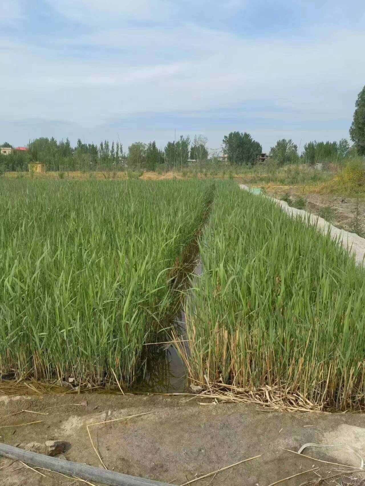 盆栽芦苇苗 大中小盆规格多 高度30-200厘米 适合河道湿