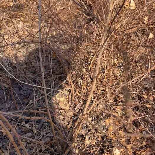 开原市珍珠绣线菊30-60，当年堆。雪柳条种植佳品