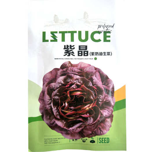济南紫奶油生菜种子 早熟 四季菜籽沙拉精品大叶包肉春季四季阳台