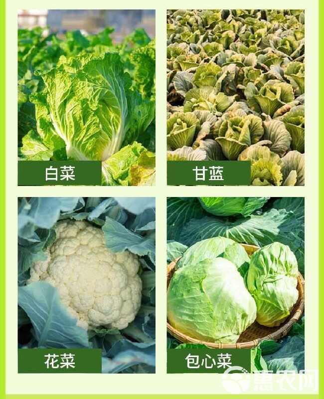 白菜甘蓝卷心菜防腐包心剂叶面肥防烂根烧心软腐病水溶肥